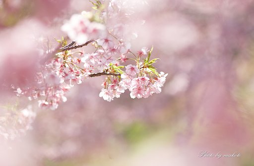 Pink's fairy