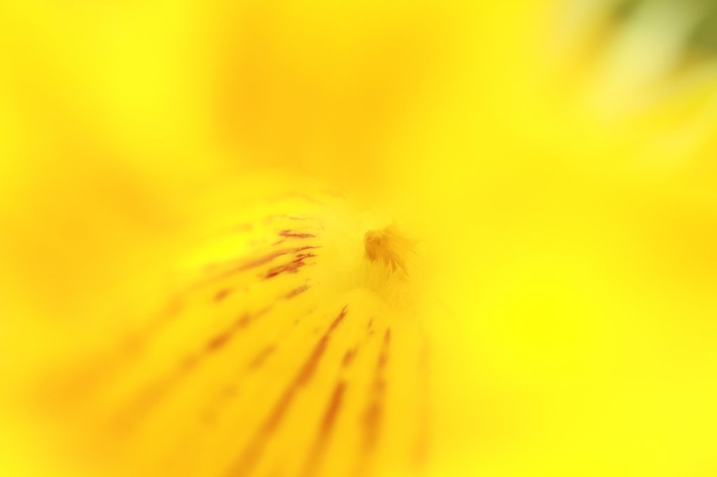 春ですね