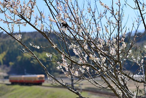 早春の小湊鉄道②