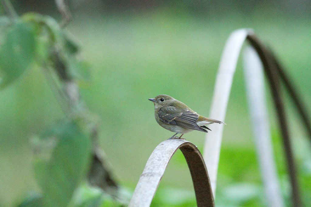 キビタキ♀