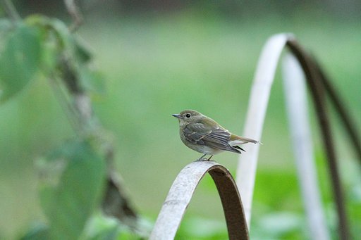 キビタキ♀