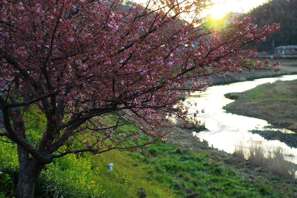 夜明けの桜
