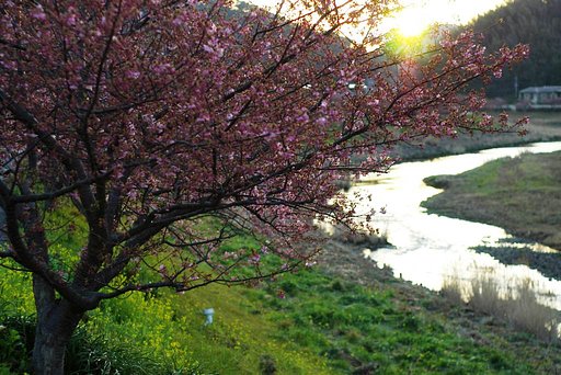 夜明けの桜