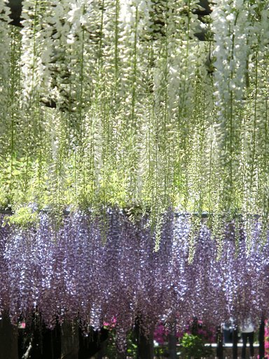 【5月】白と紫