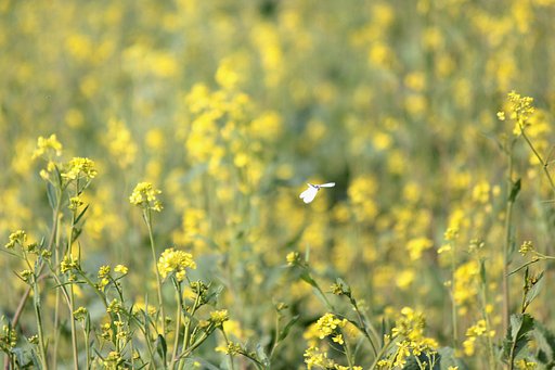 【春の予感】菜の花野原にて