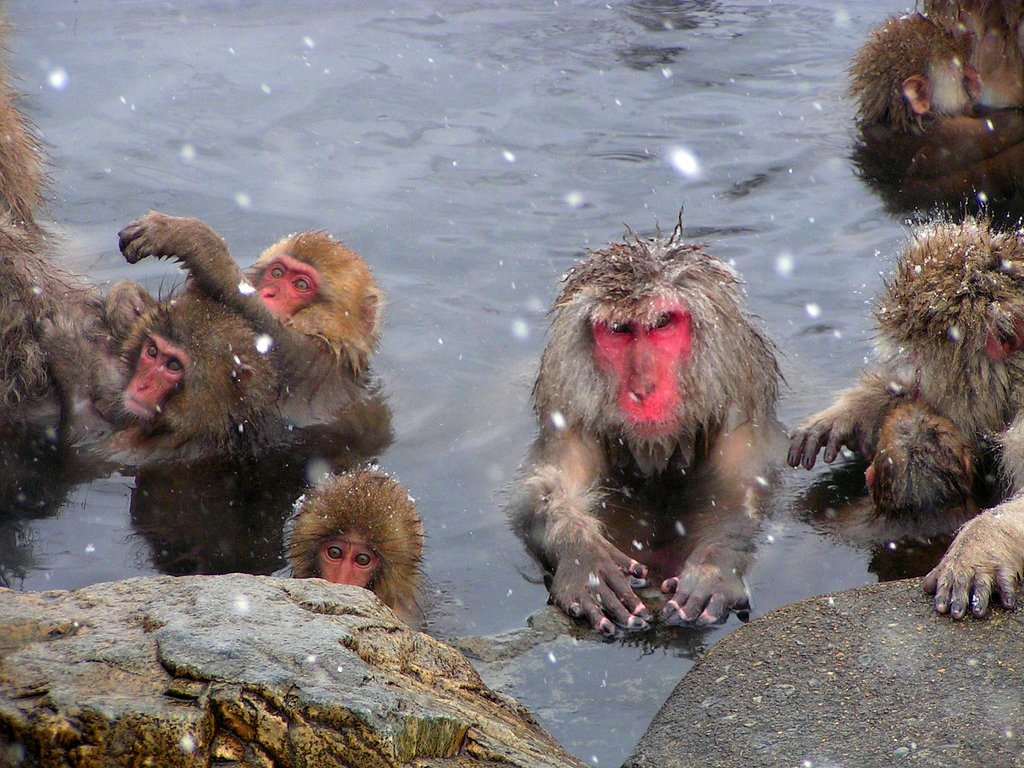 今日は寒いでござる。
