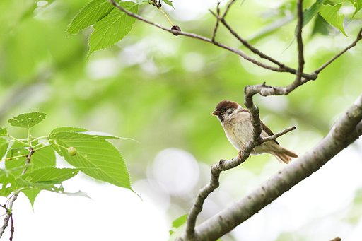 すずめ