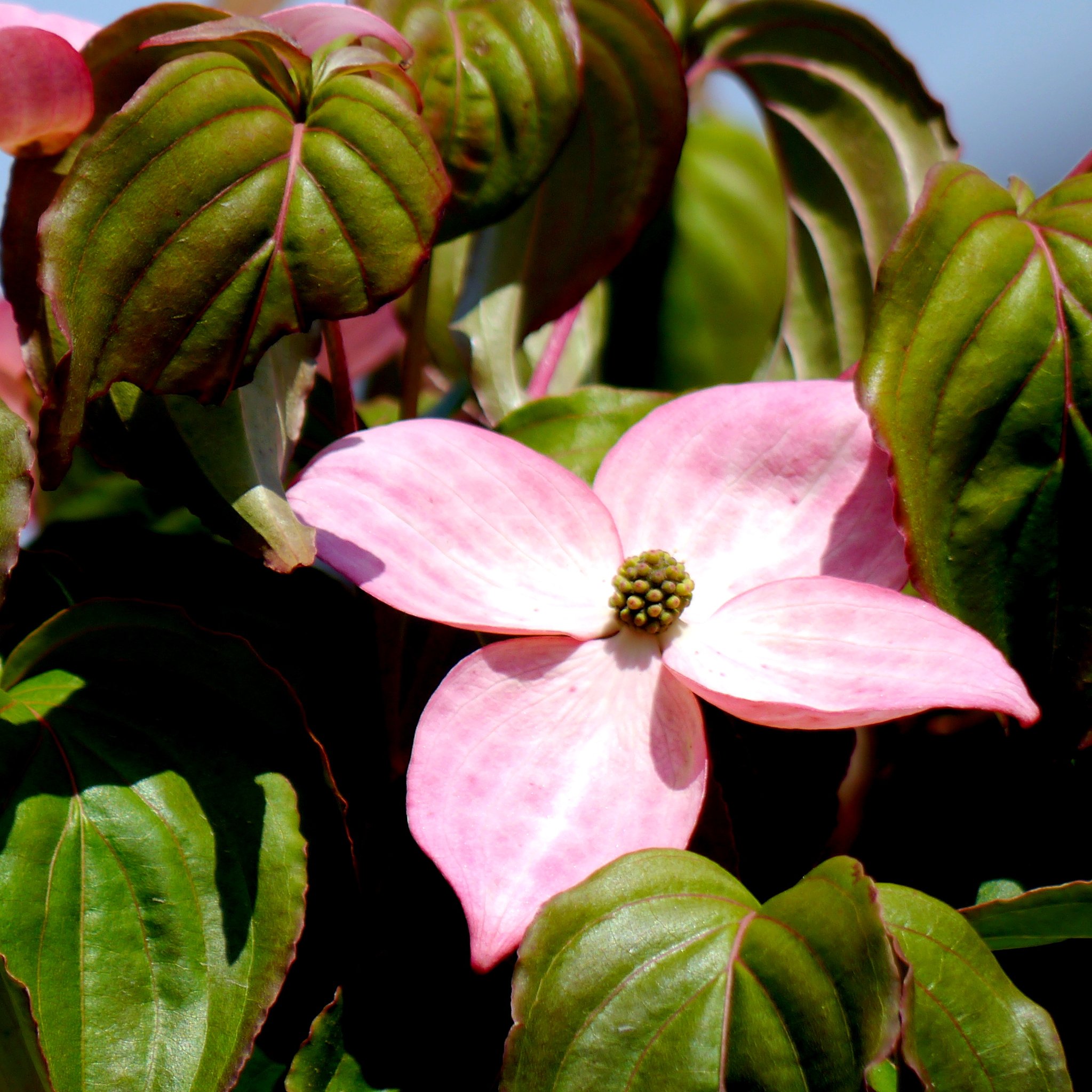 【５月】の花かなー