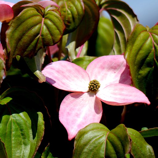 【５月】の花かなー