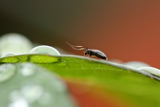 葉上の小さな虫