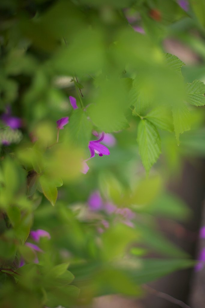 名も知らぬ道端の花