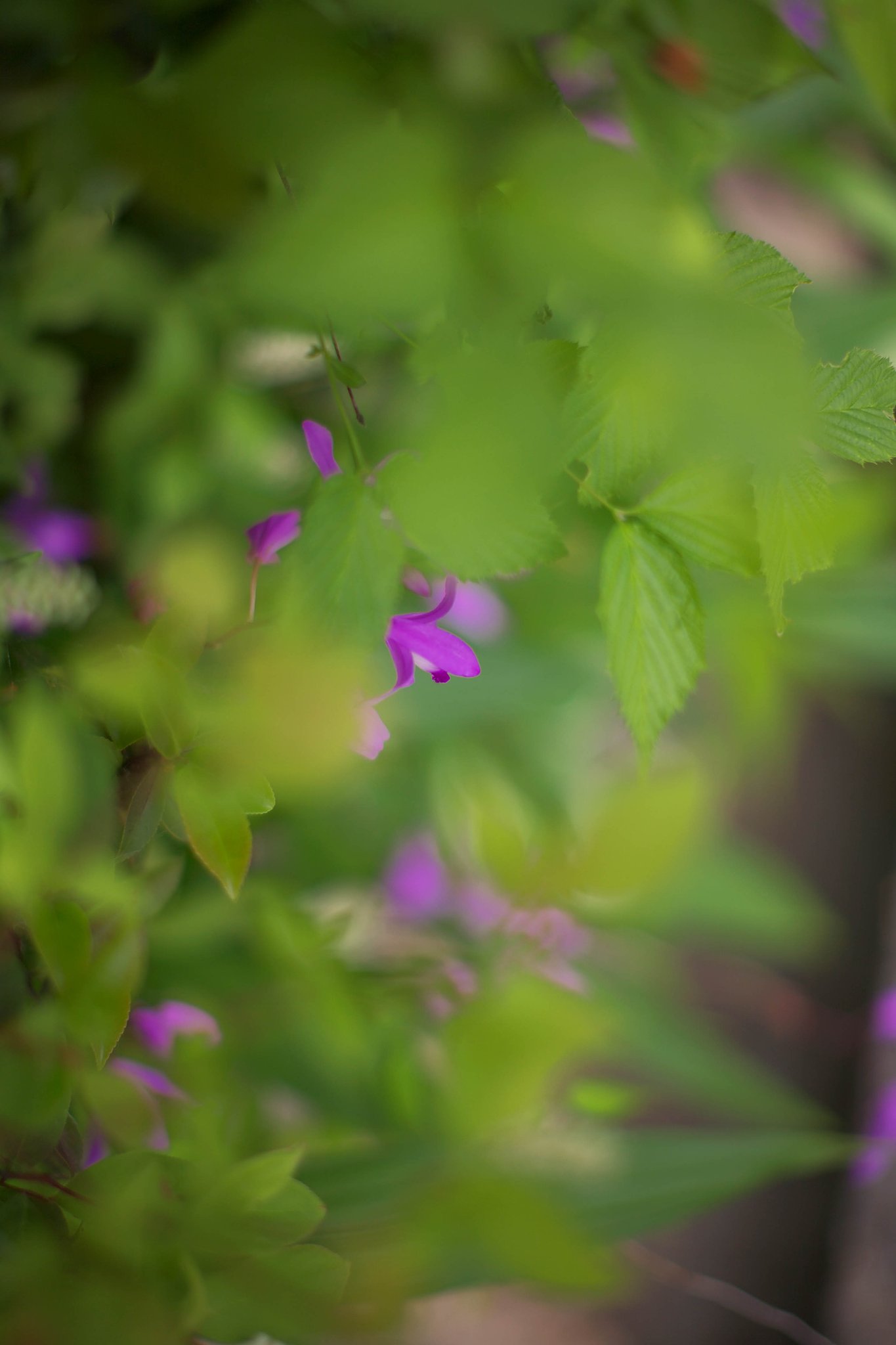 名も知らぬ道端の花