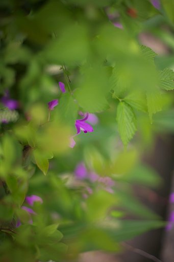 名も知らぬ道端の花