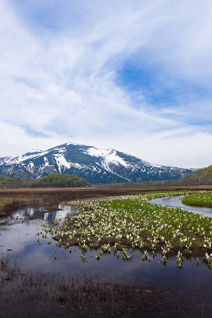 夢見て咲いている水のほとり