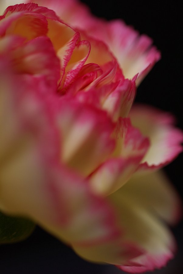 ♪この花も私です♪