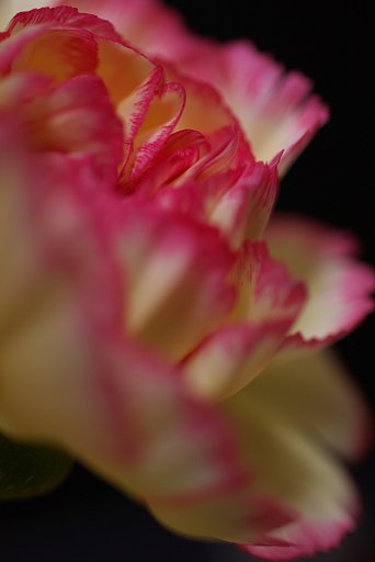 ♪この花も私です♪