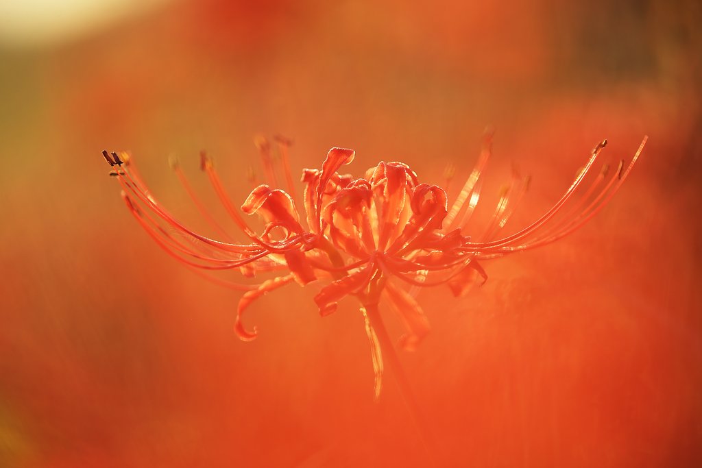 炎花
