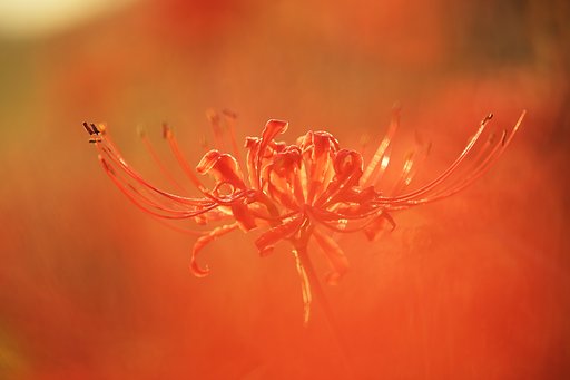 炎花