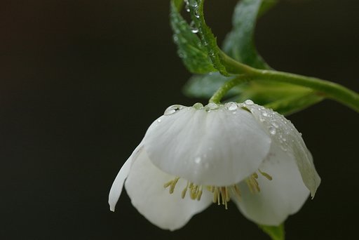 【春】　雨の中で