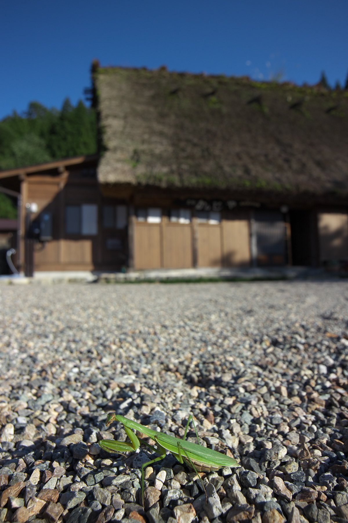 秋を行く