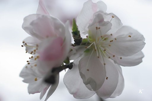 桃の花・・・