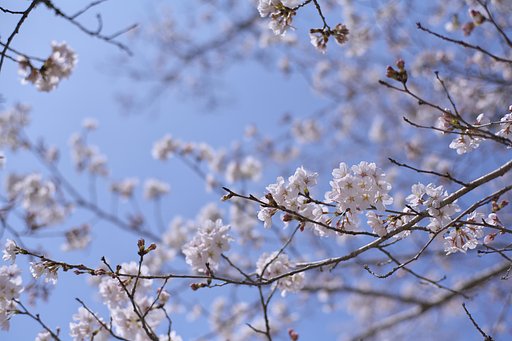 さくら