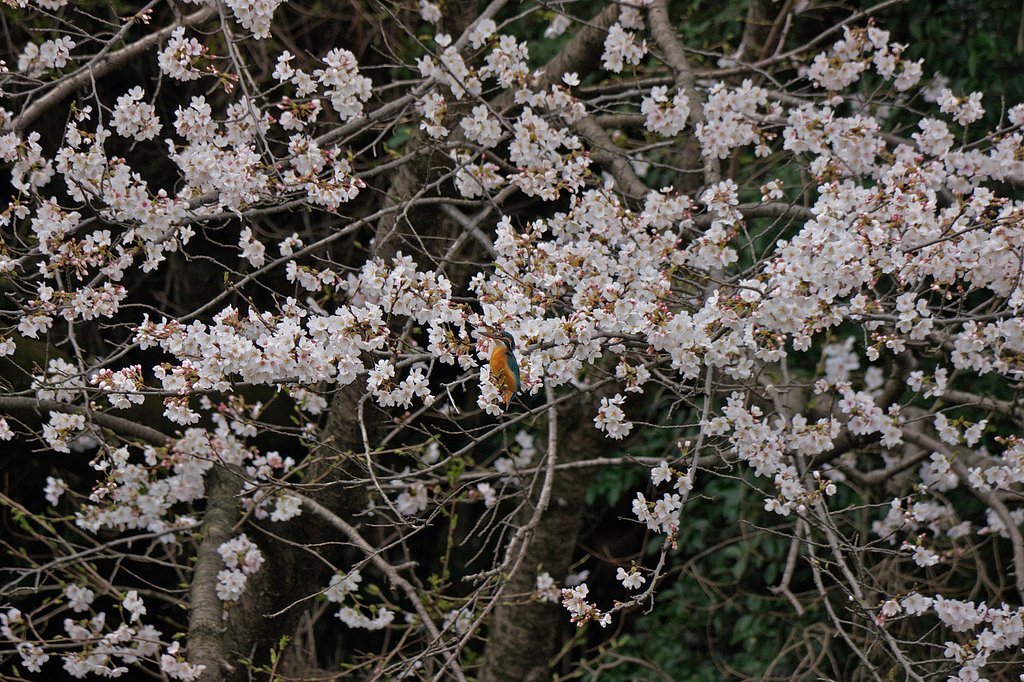 桜・カワセミ