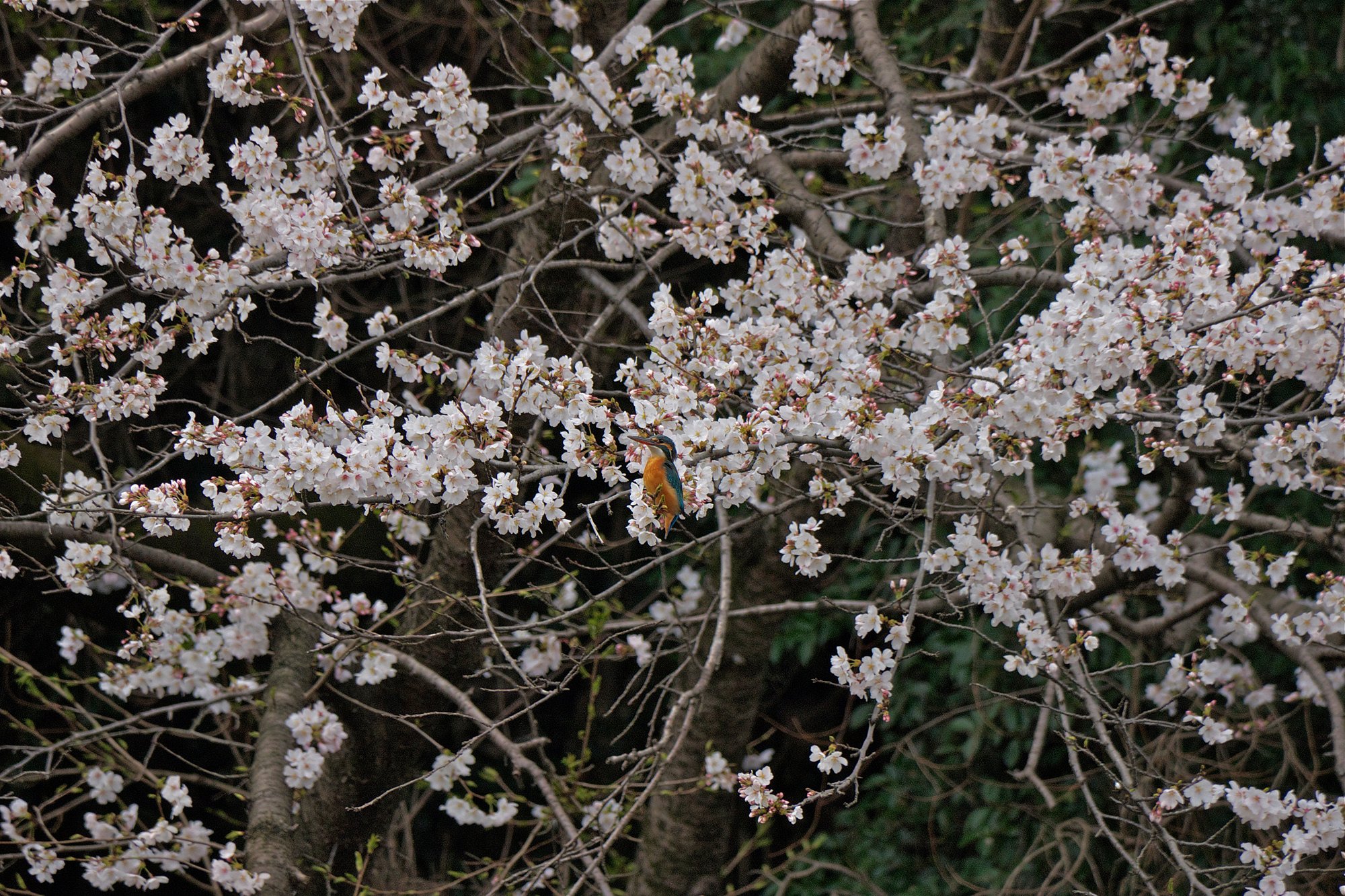 桜・カワセミ