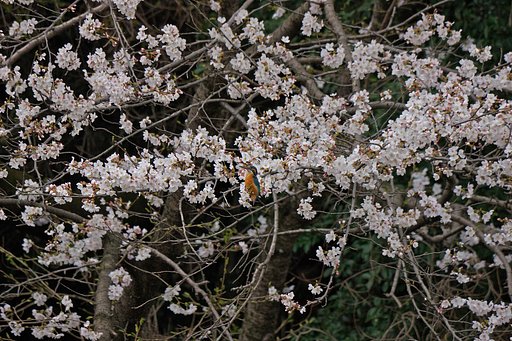 桜・カワセミ