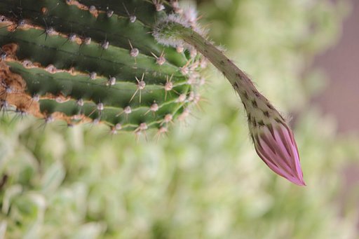 サボテンの花、蕾のころ