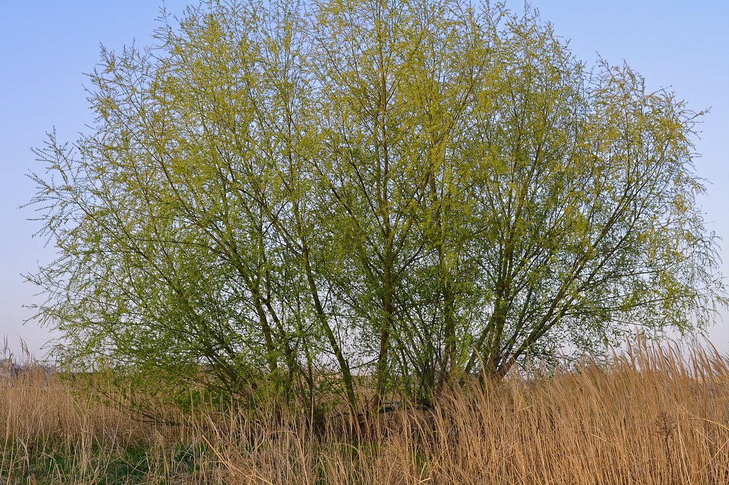 芽吹き