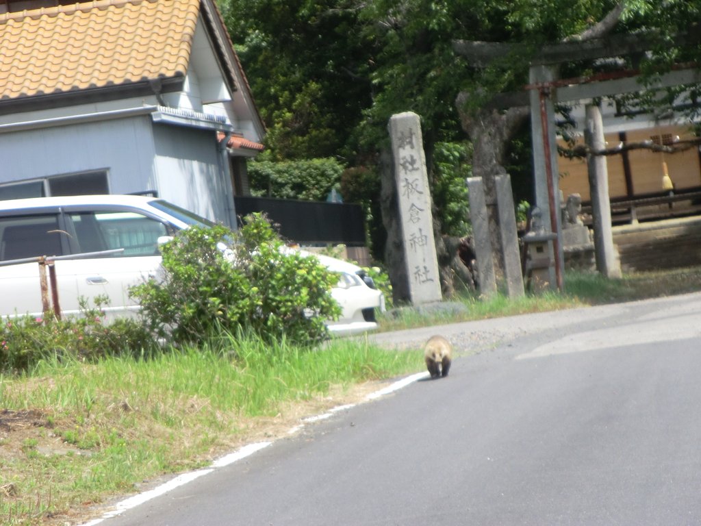 動物はなてすか？