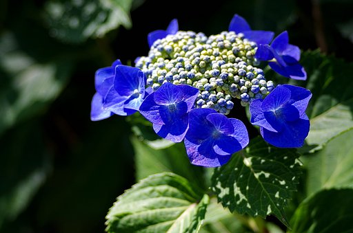 【影】紫陽花