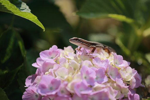 紫陽花とミニドラゴン