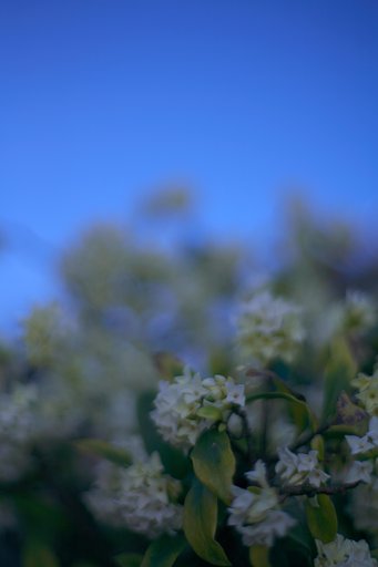 blue　morning　blue　day