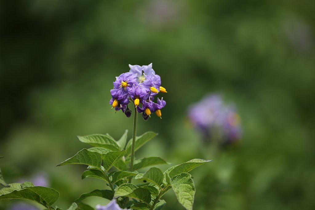 ジャガイモの花
