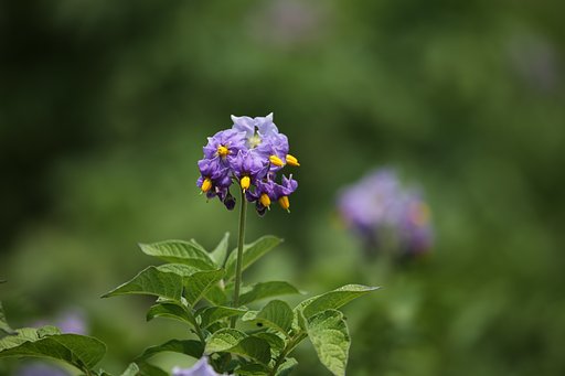 ジャガイモの花
