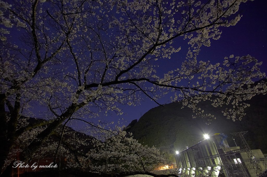 7部咲き