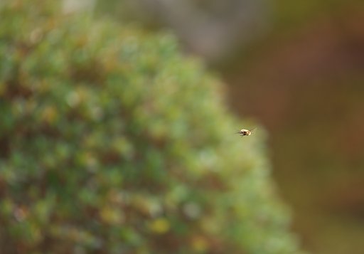 ハナバチ