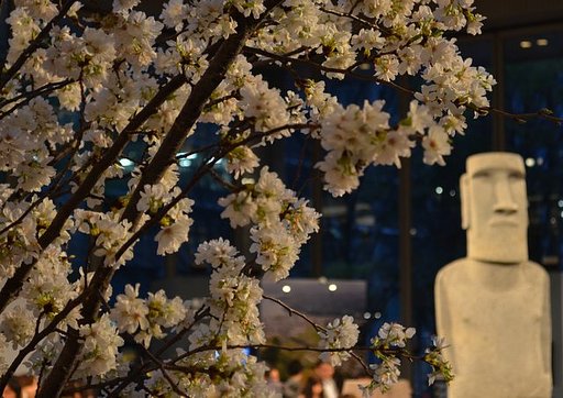 モアイ像と桜