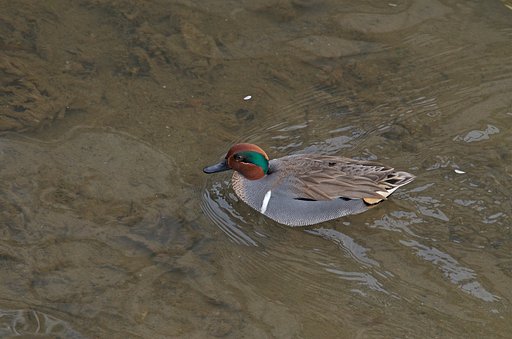 アメリカコガモ