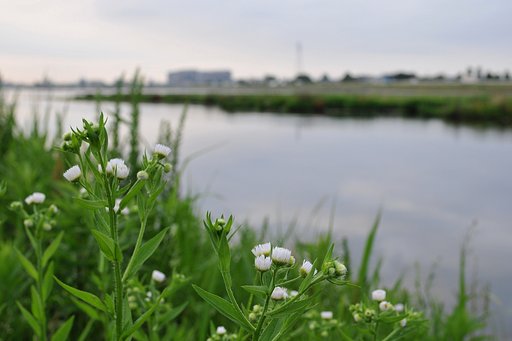 ヒメジョオンの咲く川