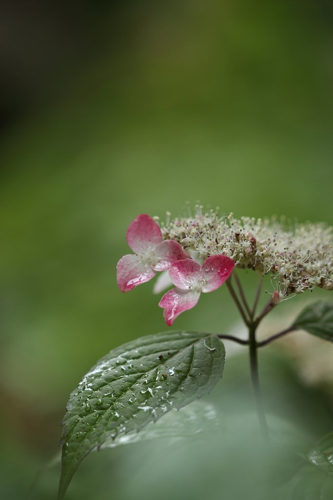 紫陽花　　紅（クレナイ）