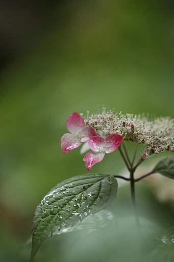 紫陽花　　紅（クレナイ）