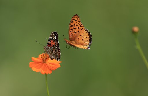 私にも蜜吸わせて！