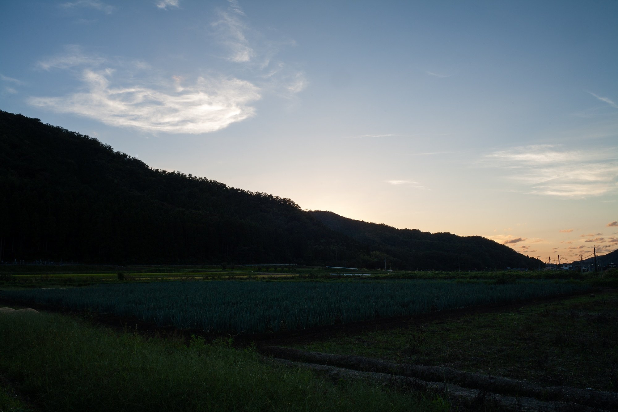 淡い夕焼けに。