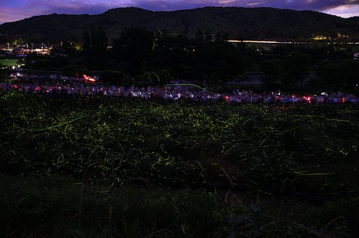 月夜の乱舞