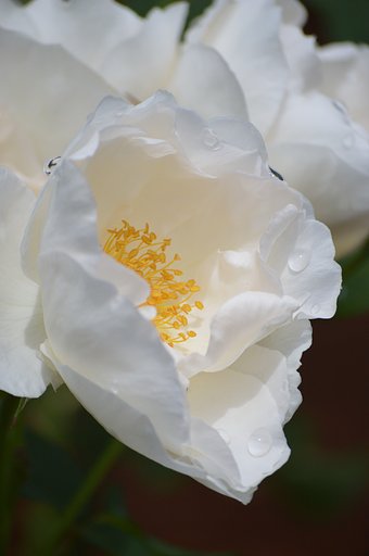 優しい花姿～。