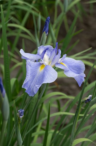 菖蒲で