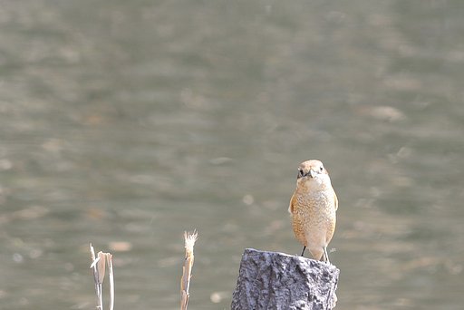 早春の風【香】にふと人想う